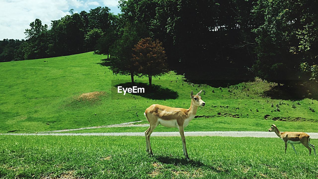 Side view of deer on grassy field at safari park