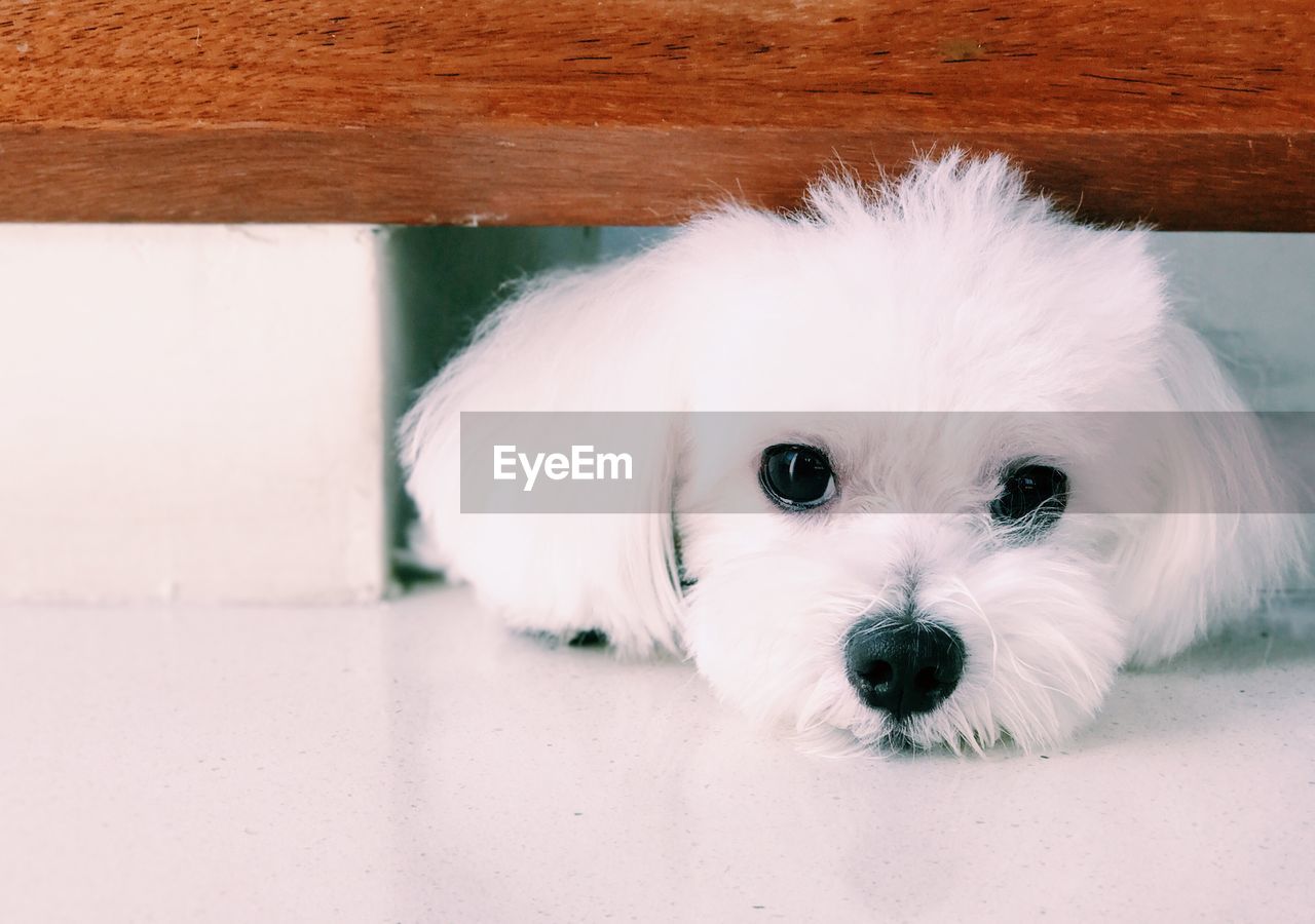 Close-up portrait of cute white hairy dog lying on tiled floor