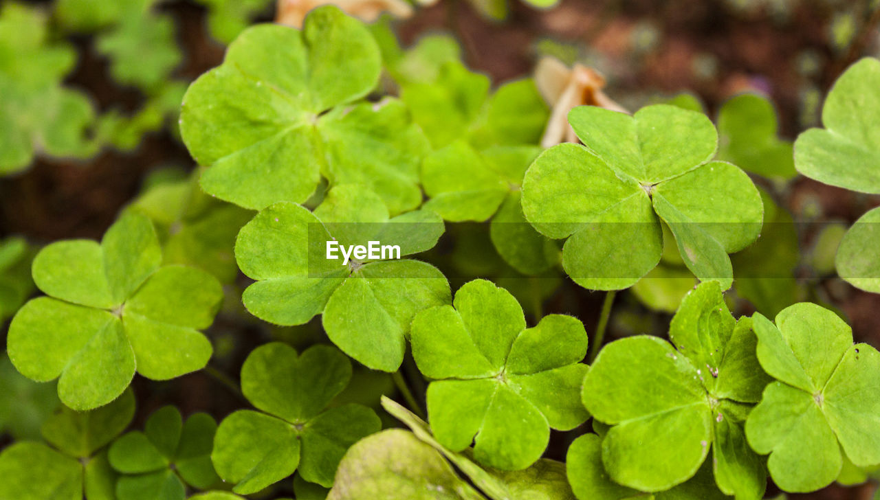 HIGH ANGLE VIEW OF LEAVES ON PLANT