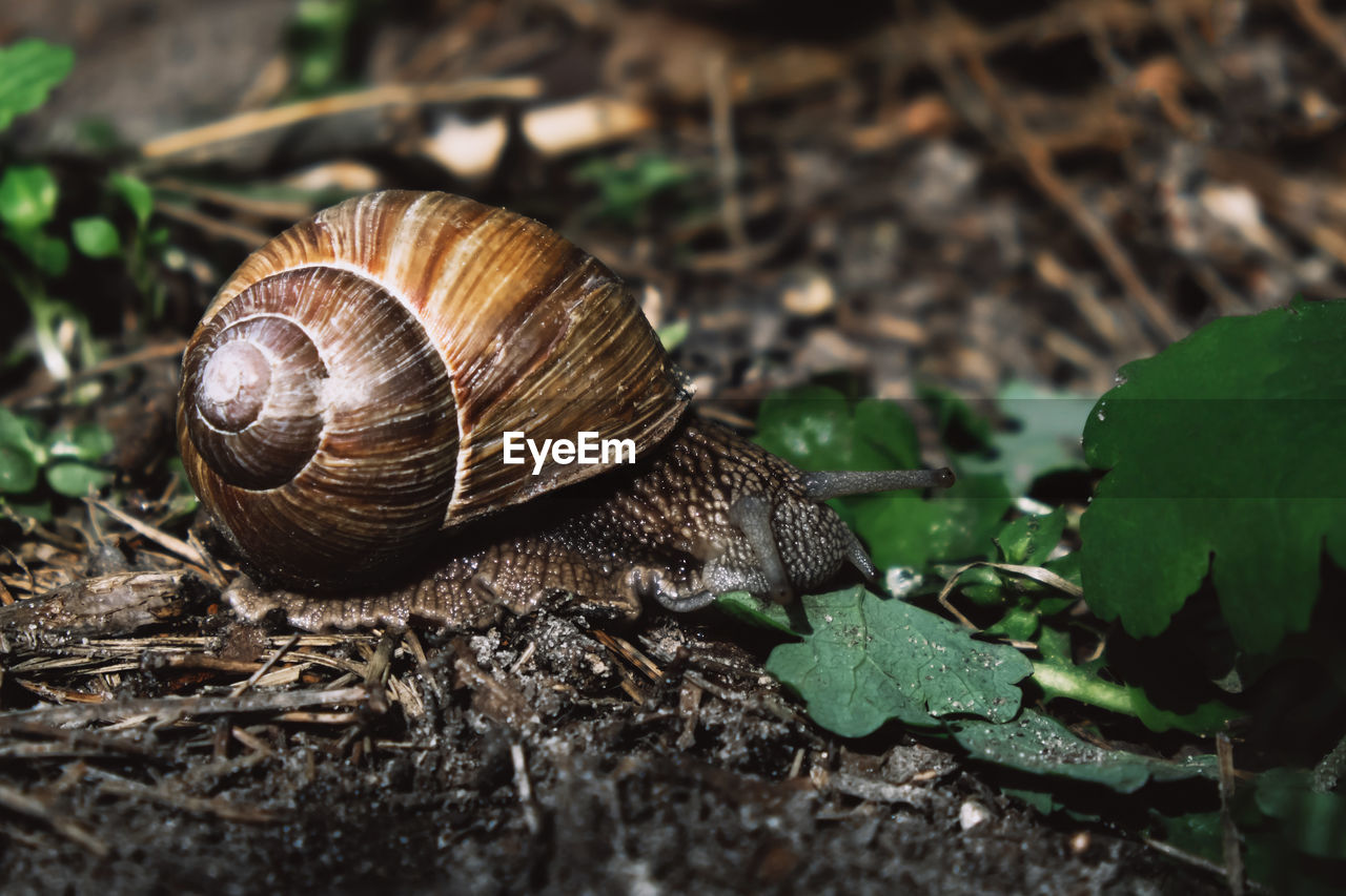 CLOSE-UP OF SNAIL ON DIRT ROAD