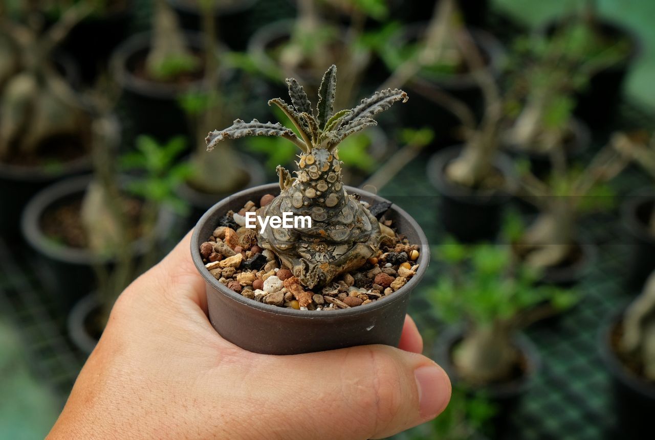 Close-up of hand holding plant