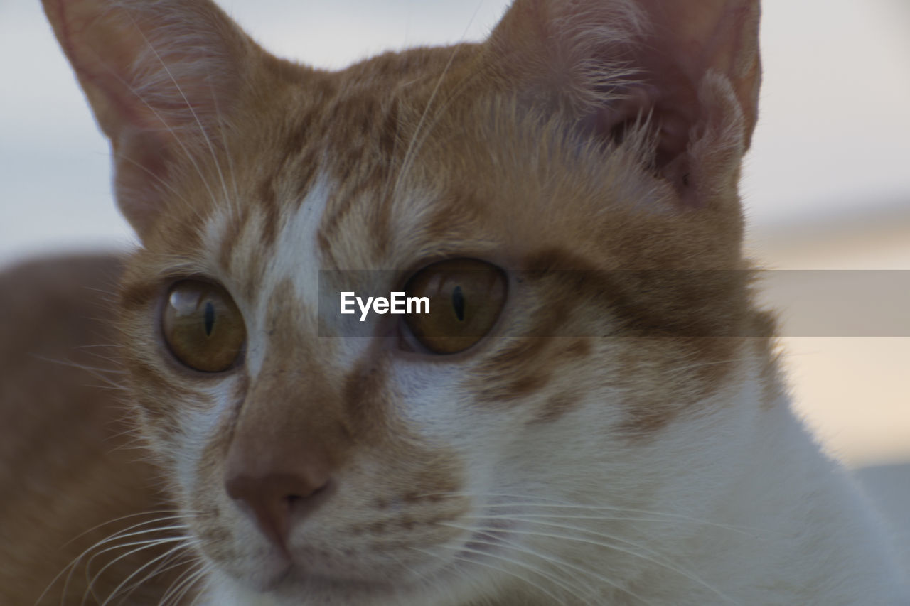 PORTRAIT OF CAT OUTDOORS