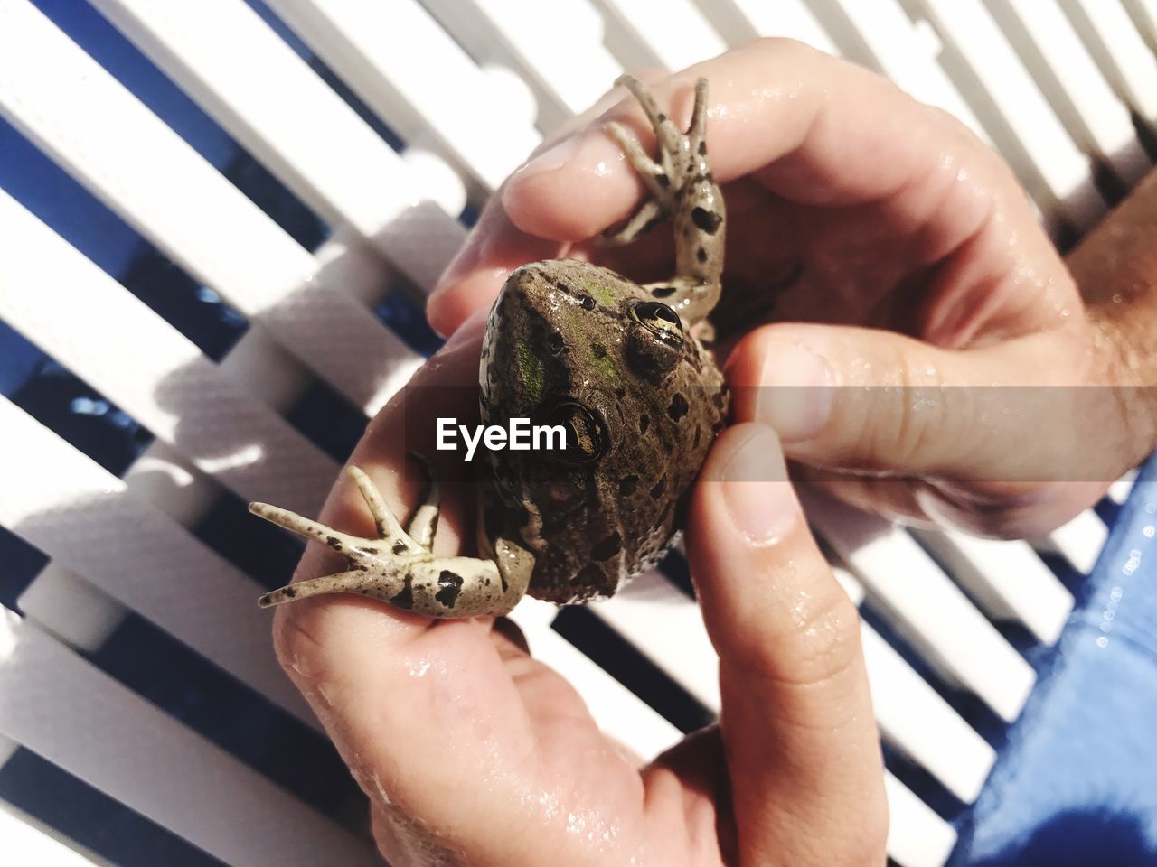 Close-up of a hand holding frog