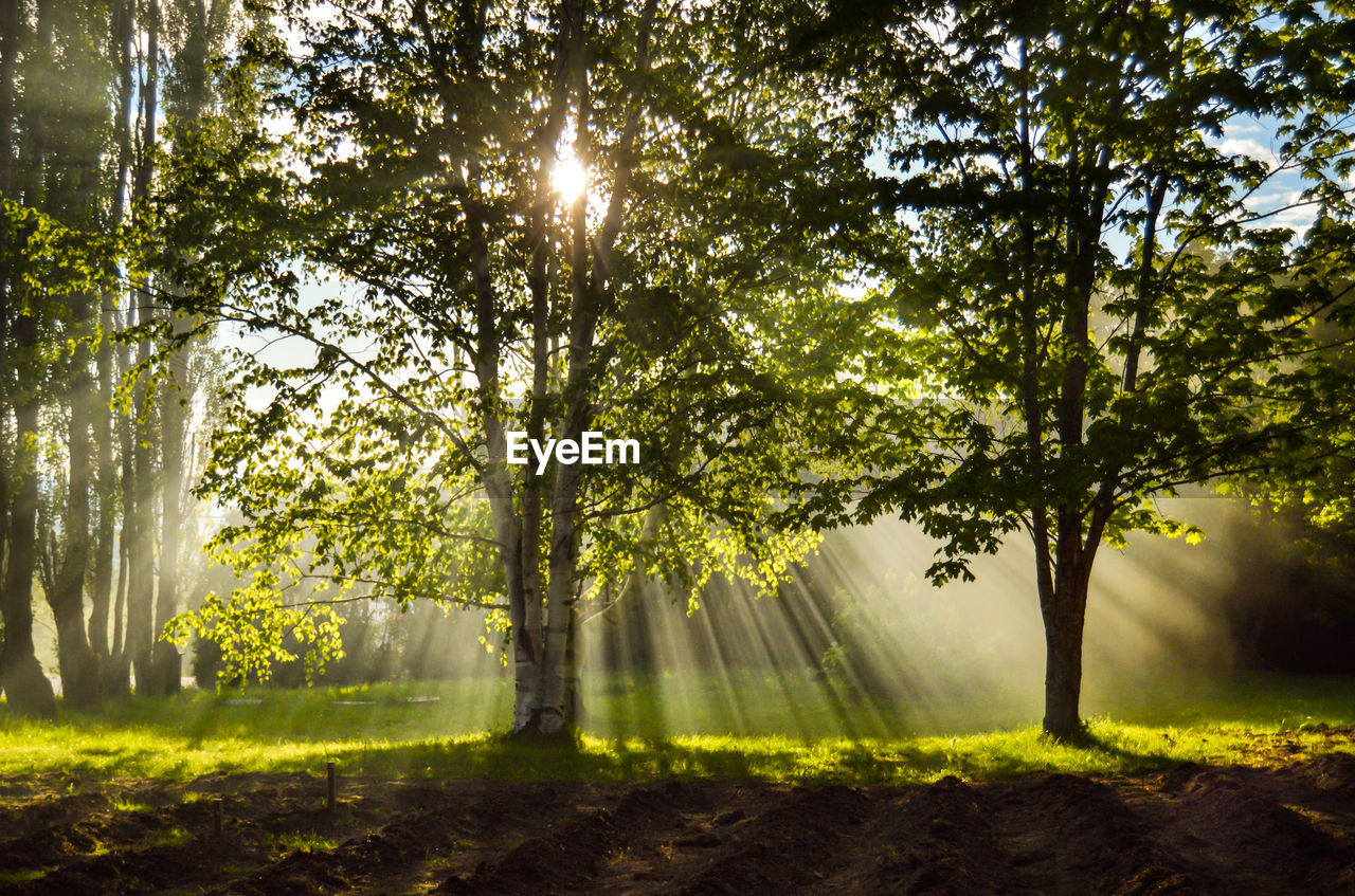 SUNLIGHT STREAMING THROUGH TREES IN FOREST AGAINST SKY