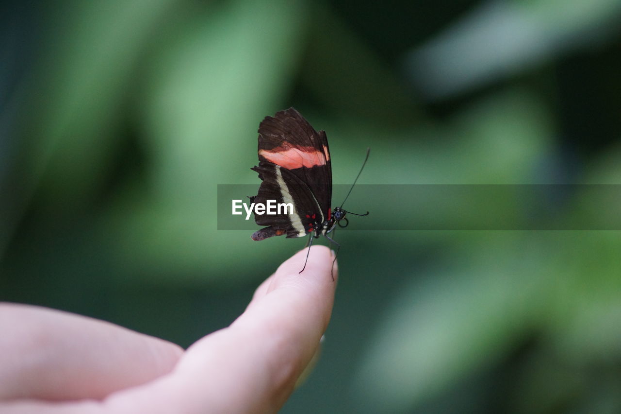 Close-up of butterfly on person finger