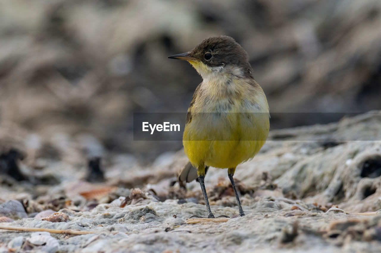 close-up of bird perching