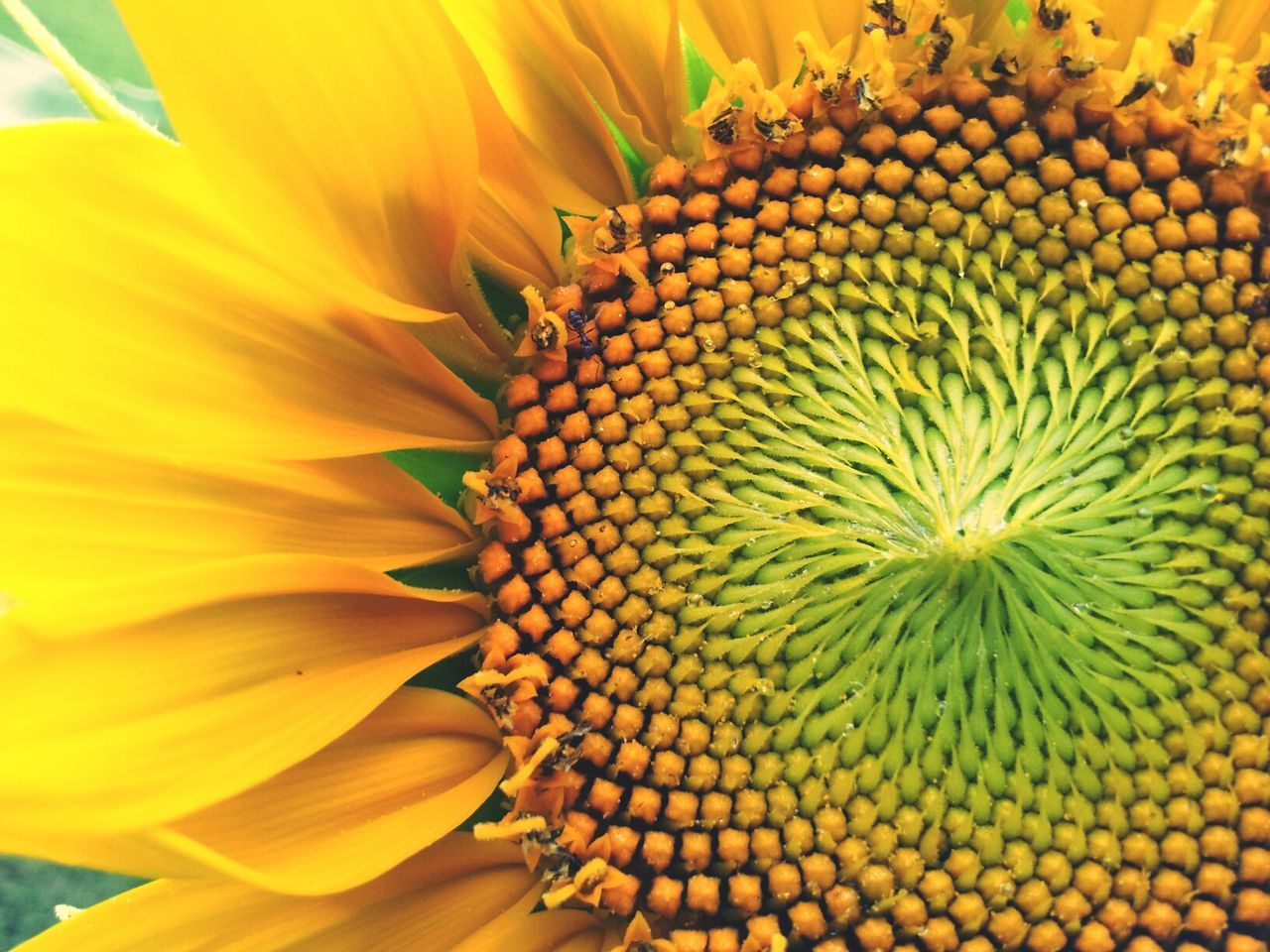 Close-up of sunflower