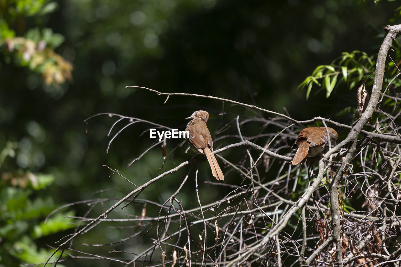 tree, nature, animal, animal themes, branch, plant, animal wildlife, wildlife, forest, bird, no people, outdoors, focus on foreground, flower, leaf, land, one animal, day, jungle, perching, beauty in nature, environment