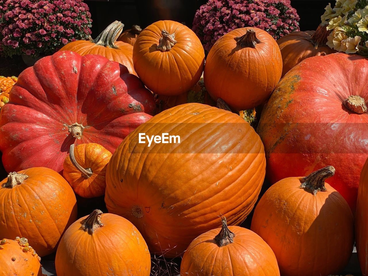 HIGH ANGLE VIEW OF PUMPKINS FOR SALE