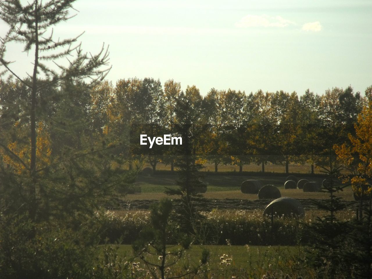 TREES ON LANDSCAPE