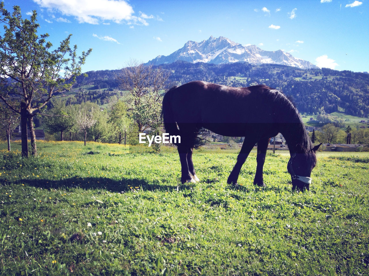 HORSES GRAZING ON FIELD AGAINST MOUNTAIN