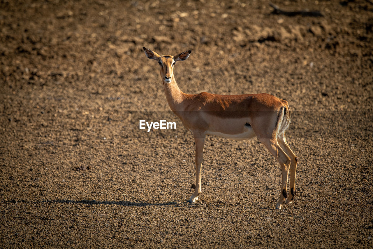 Female common impala standing in gravel pan