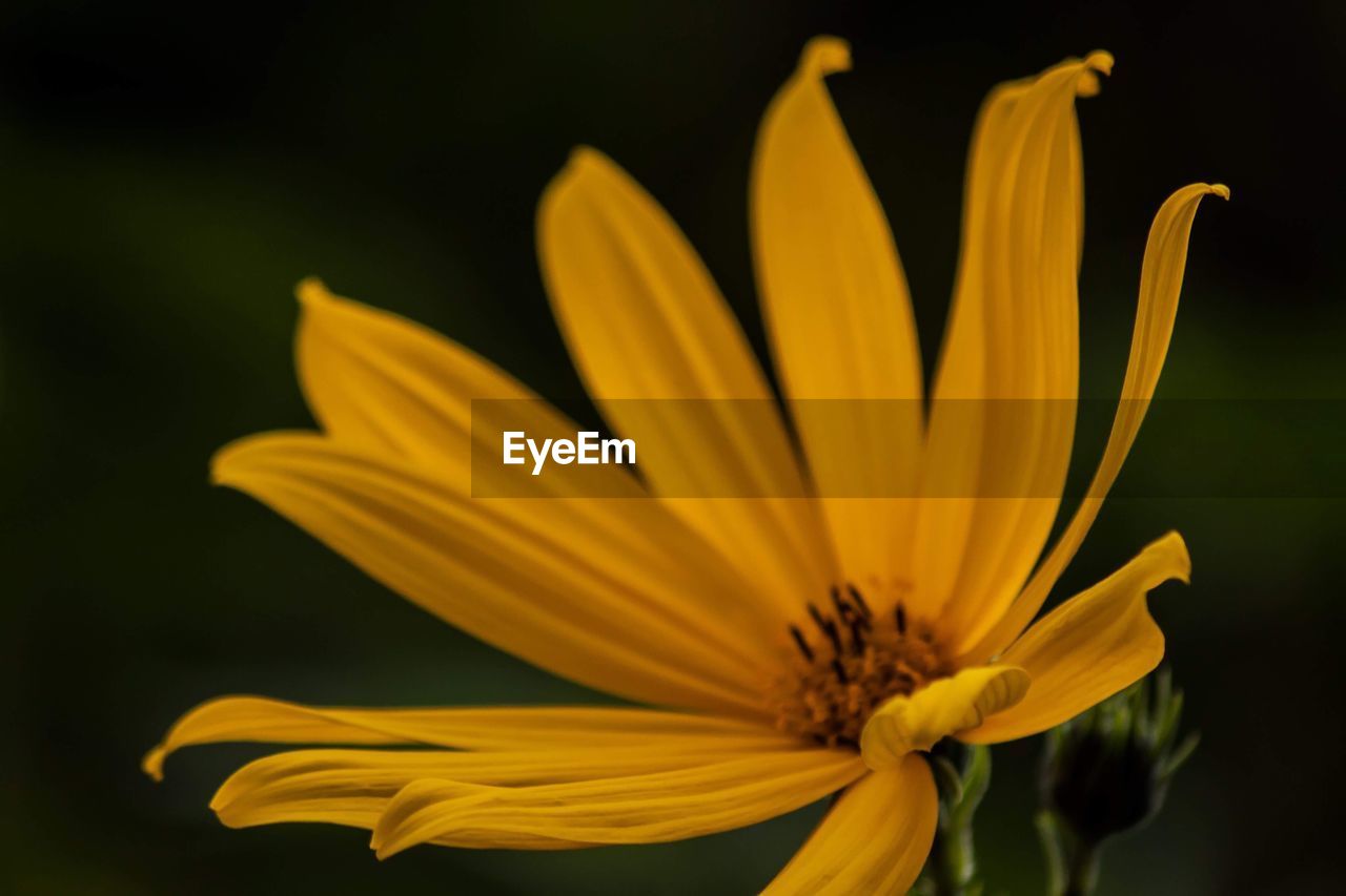 Close-up of yellow flower