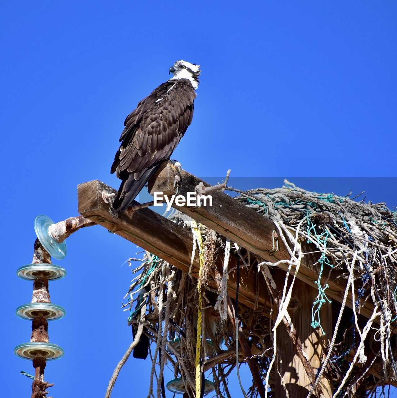 LOW ANGLE VIEW OF EAGLE PERCHING ON TREE