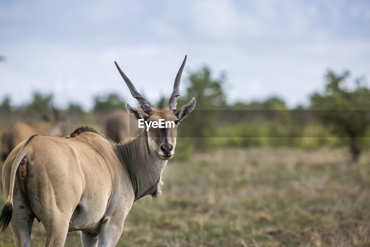 Deer standing in forest