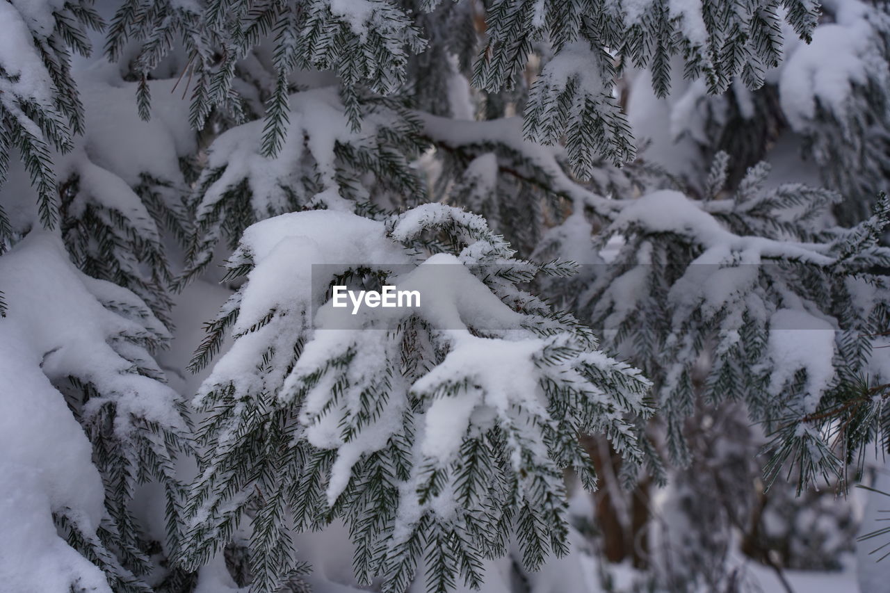 snow, winter, cold temperature, tree, plant, beauty in nature, nature, forest, coniferous tree, pine tree, land, scenics - nature, pinaceae, environment, frozen, landscape, no people, mountain, woodland, tranquility, pine woodland, freezing, white, non-urban scene, tranquil scene, branch, outdoors, day, snowcapped mountain, evergreen tree, sky