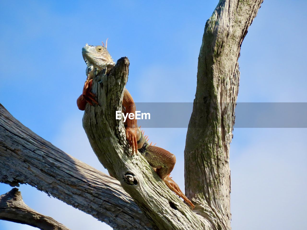 Low angle view of tree trunk