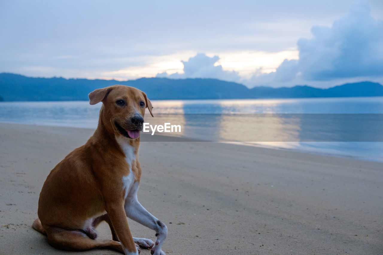 dog, canine, one animal, animal themes, animal, mammal, pet, domestic animals, water, beach, land, labrador retriever, sea, sky, nature, cloud, retriever, sitting, no people, sand, day, relaxation, looking, beauty in nature, facial expression, looking away, scenics - nature, sticking out tongue, outdoors, portrait