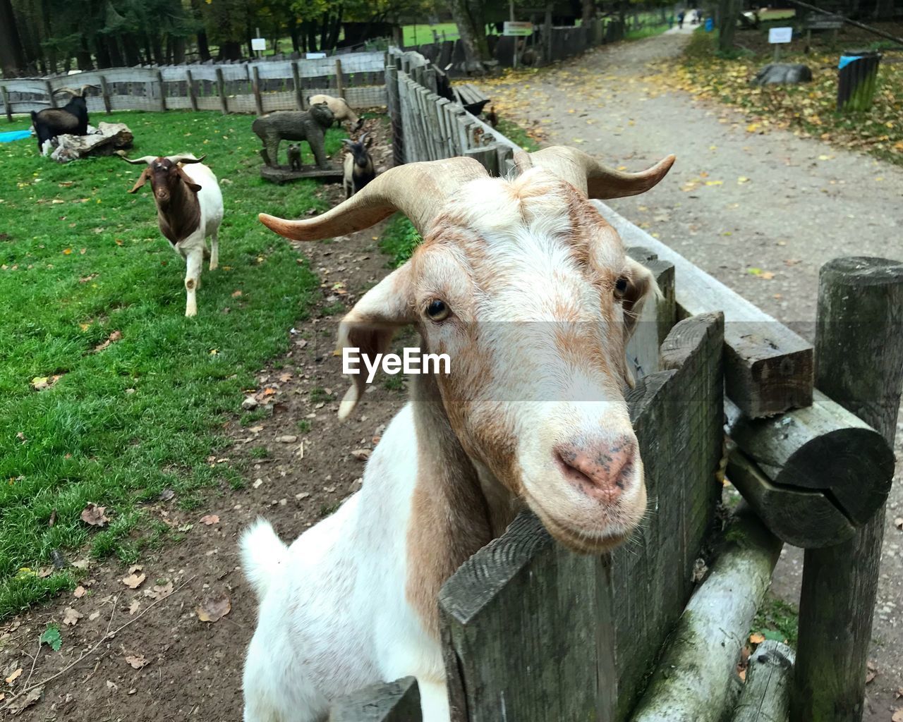 CLOSE-UP OF SHEEP IN FIELD