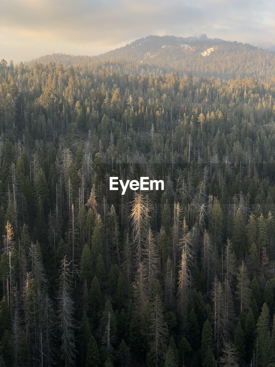 Panoramic view of pine trees in forest against sky