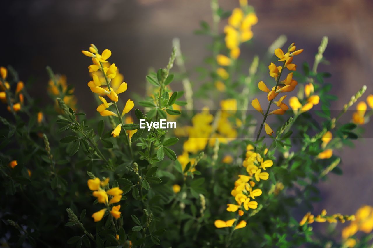 Close-up of yellow flowering plants on field