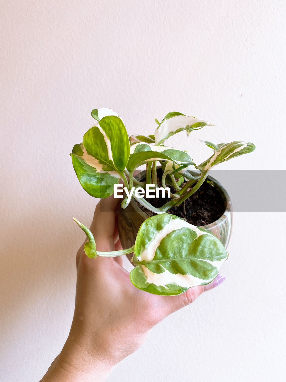 CLOSE-UP OF HAND HOLDING PLANT