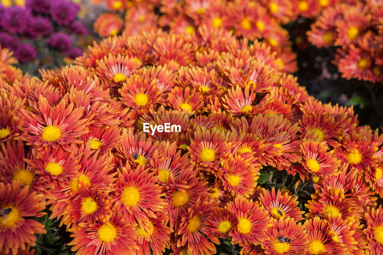 CLOSE-UP OF FLOWERS BLOOMING