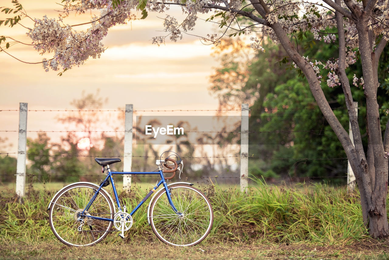 BICYCLE AGAINST TREE