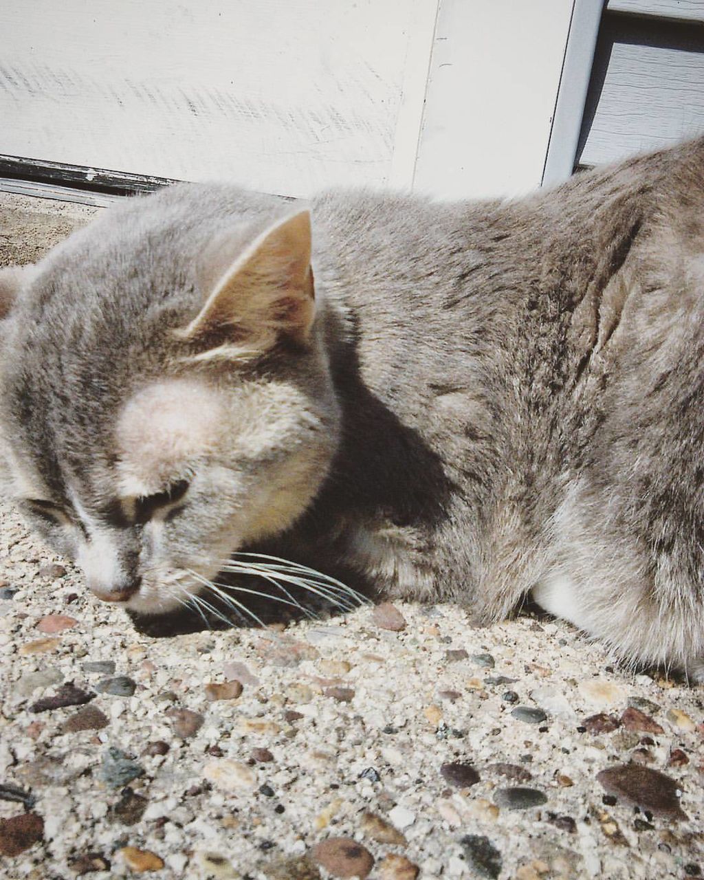 Close-up of cat resting on footpath