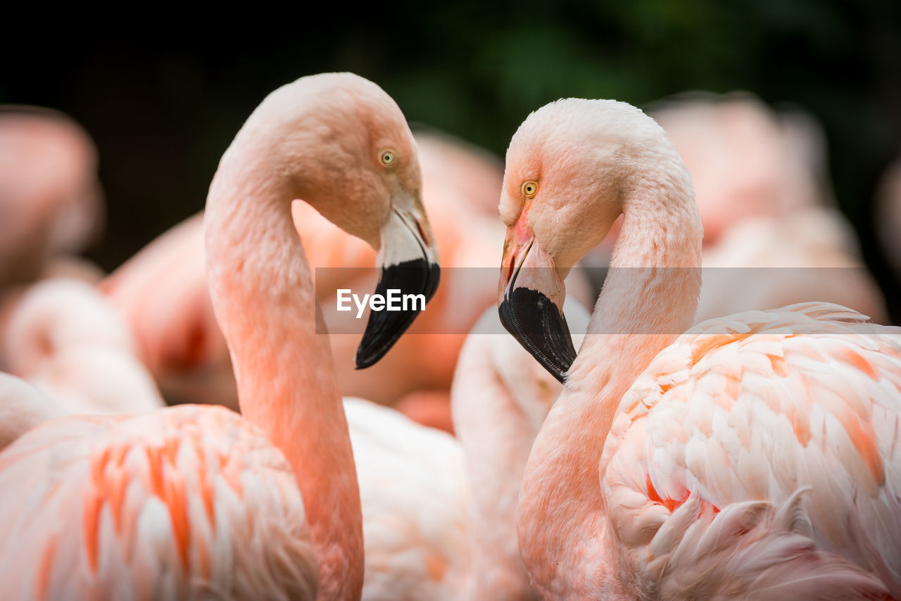 Close-up of flamingos