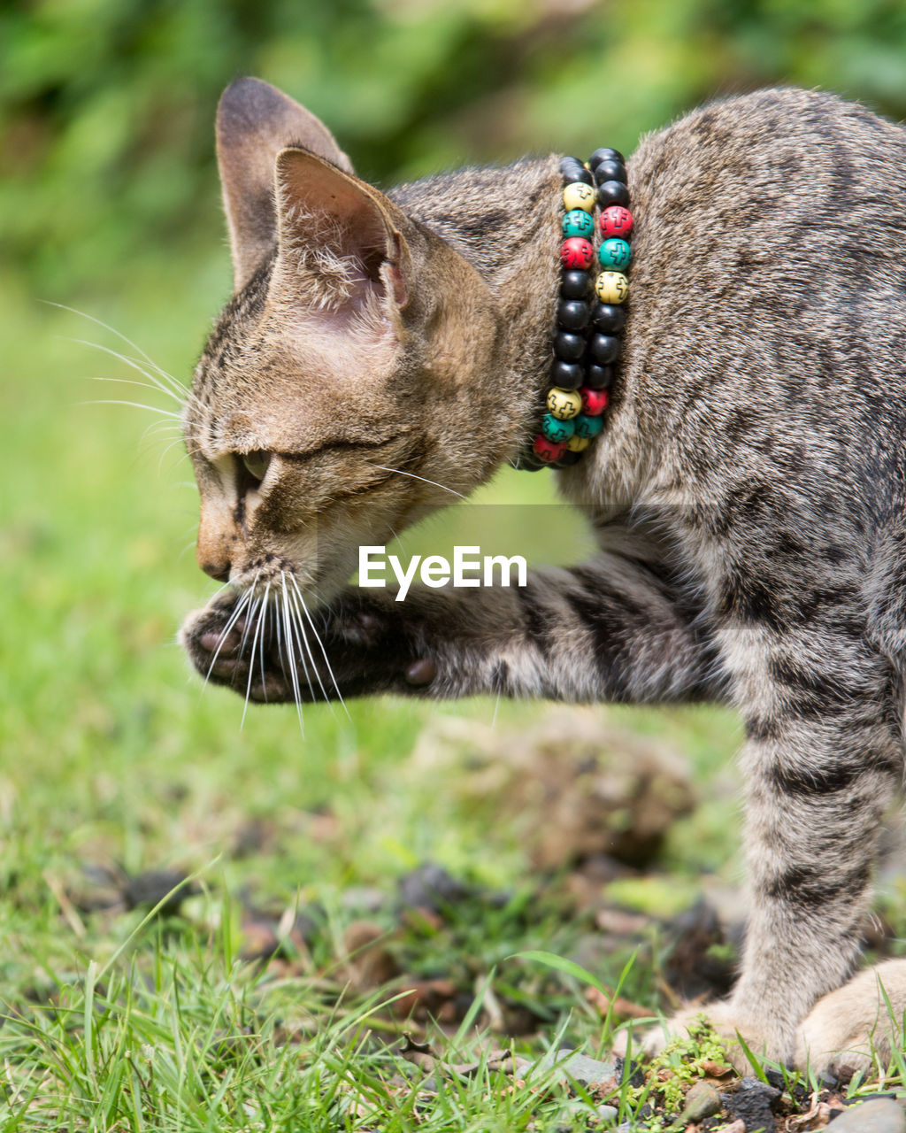 Close-up of cat
