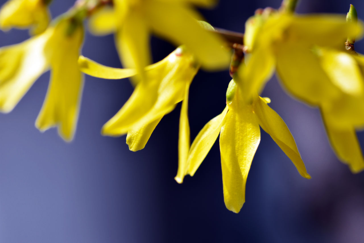 Close-up of yellow flowers