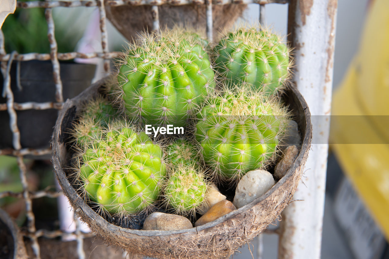CLOSE-UP OF SUCCULENT PLANTS