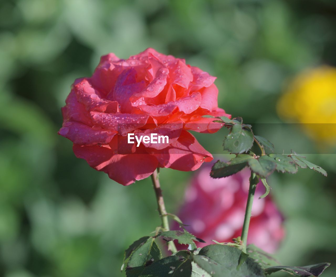 Close-up of pink rose