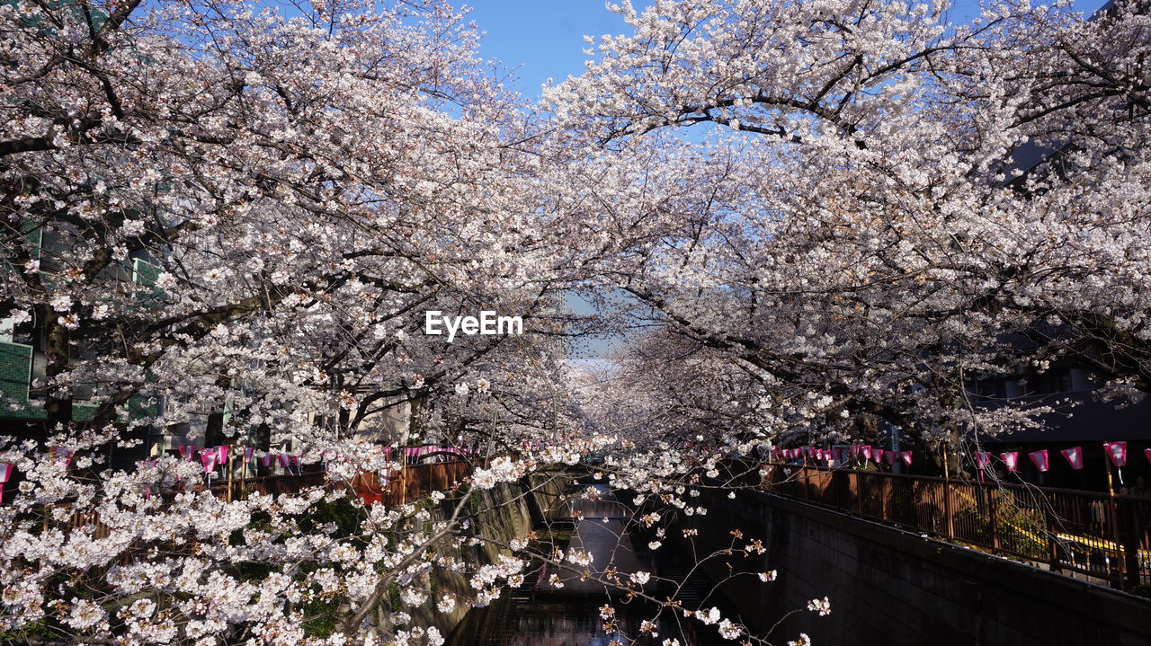 CHERRY BLOSSOMS BLOOMING ON TREE