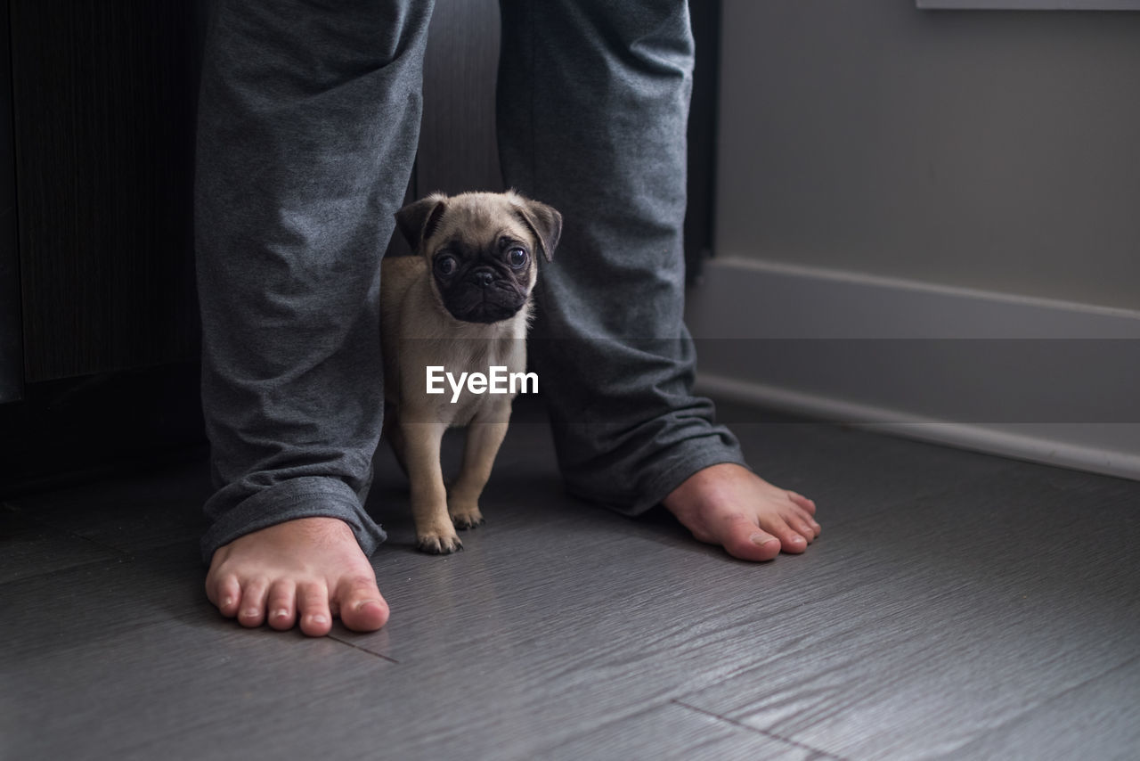 Low view of pug puppy hiding under legs of man at home