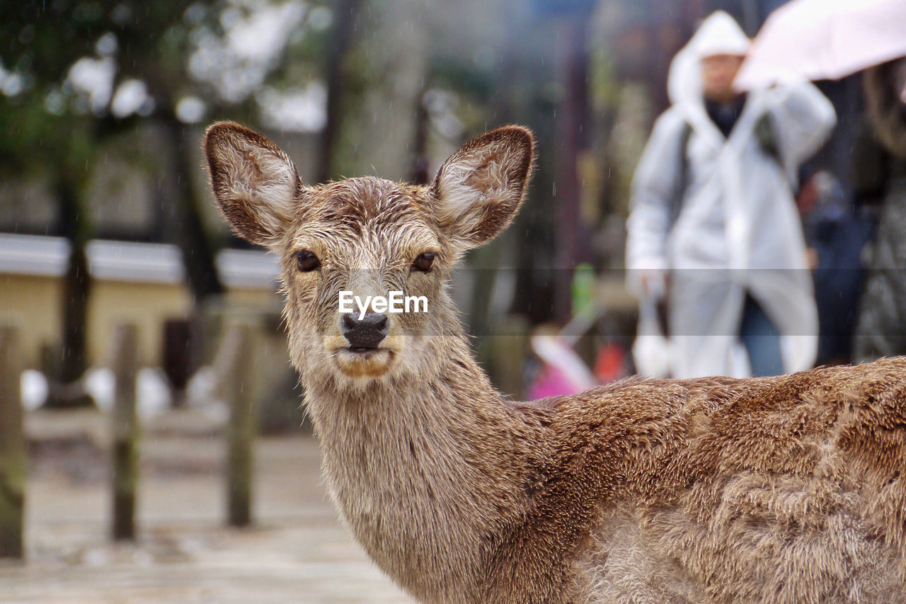 Portrait of deer in park