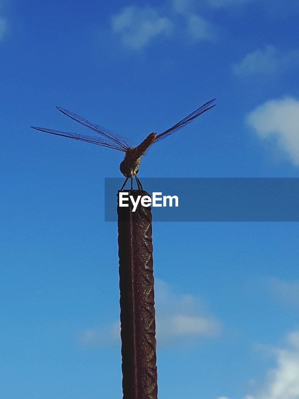 LOW ANGLE VIEW OF DRAGONFLY ON POLE AGAINST SKY