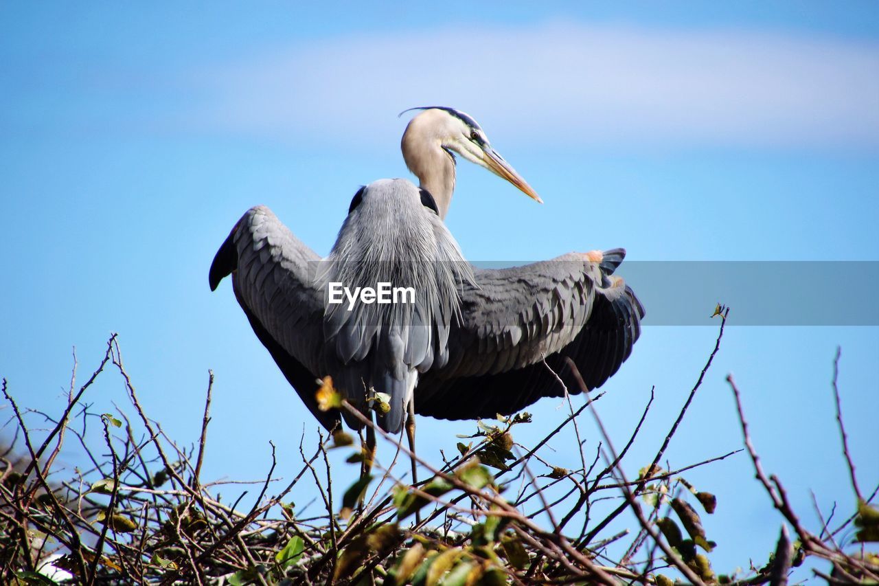 LOW ANGLE VIEW OF BIRD PERCHING ON BLUE SKY