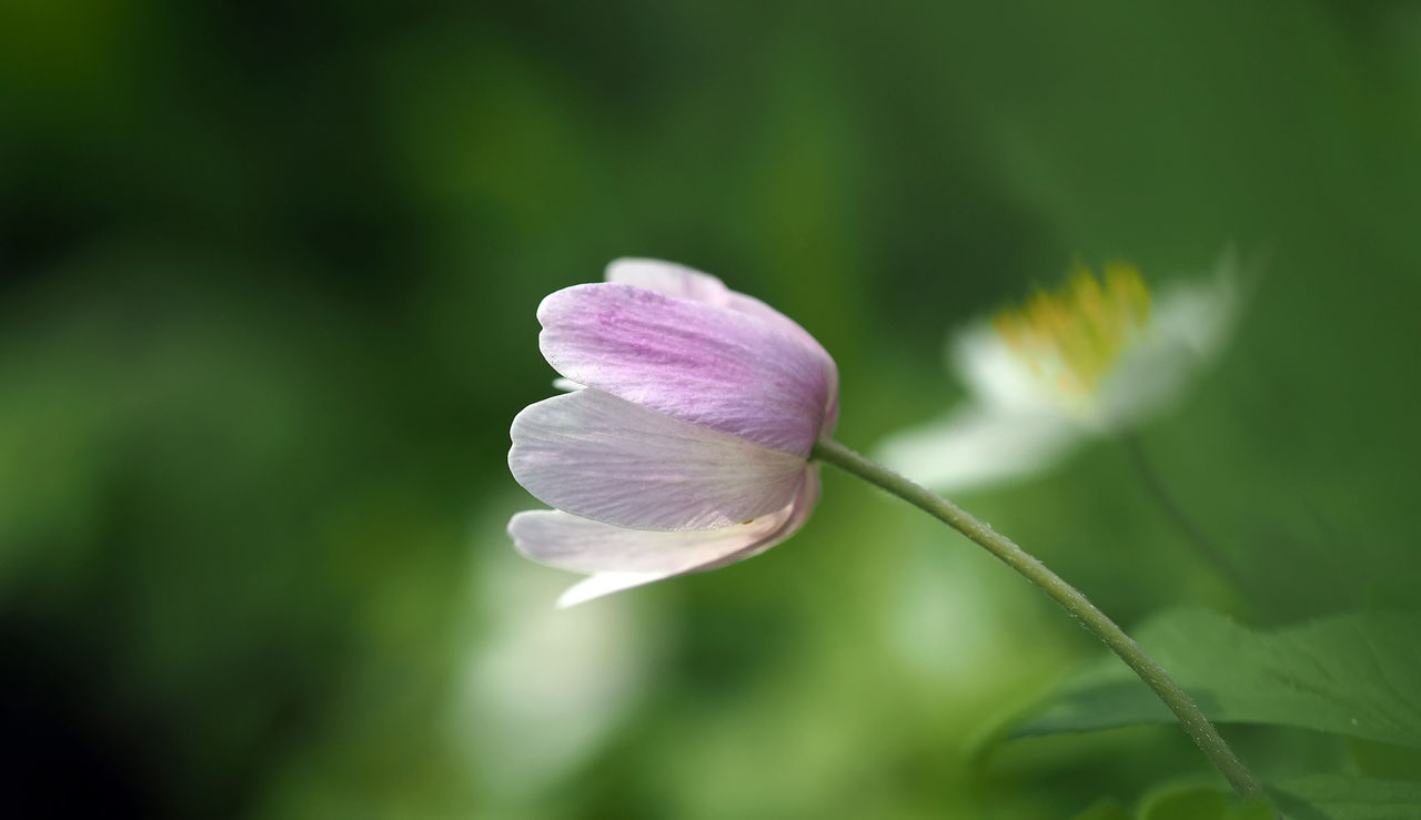 Close-up of purple flowering plant