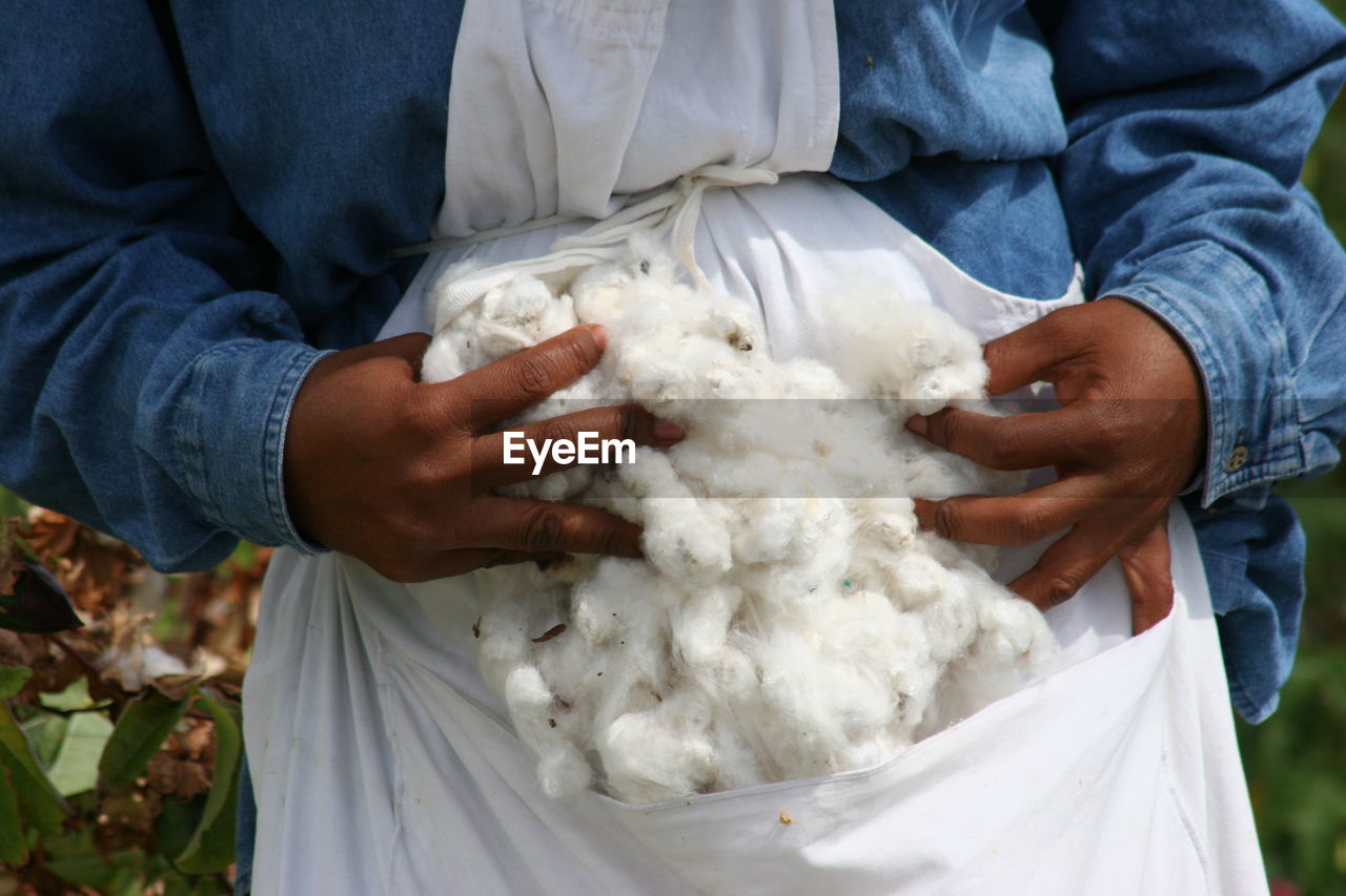 Raw sea island cotton, harvested, cotton farm, hand picked 