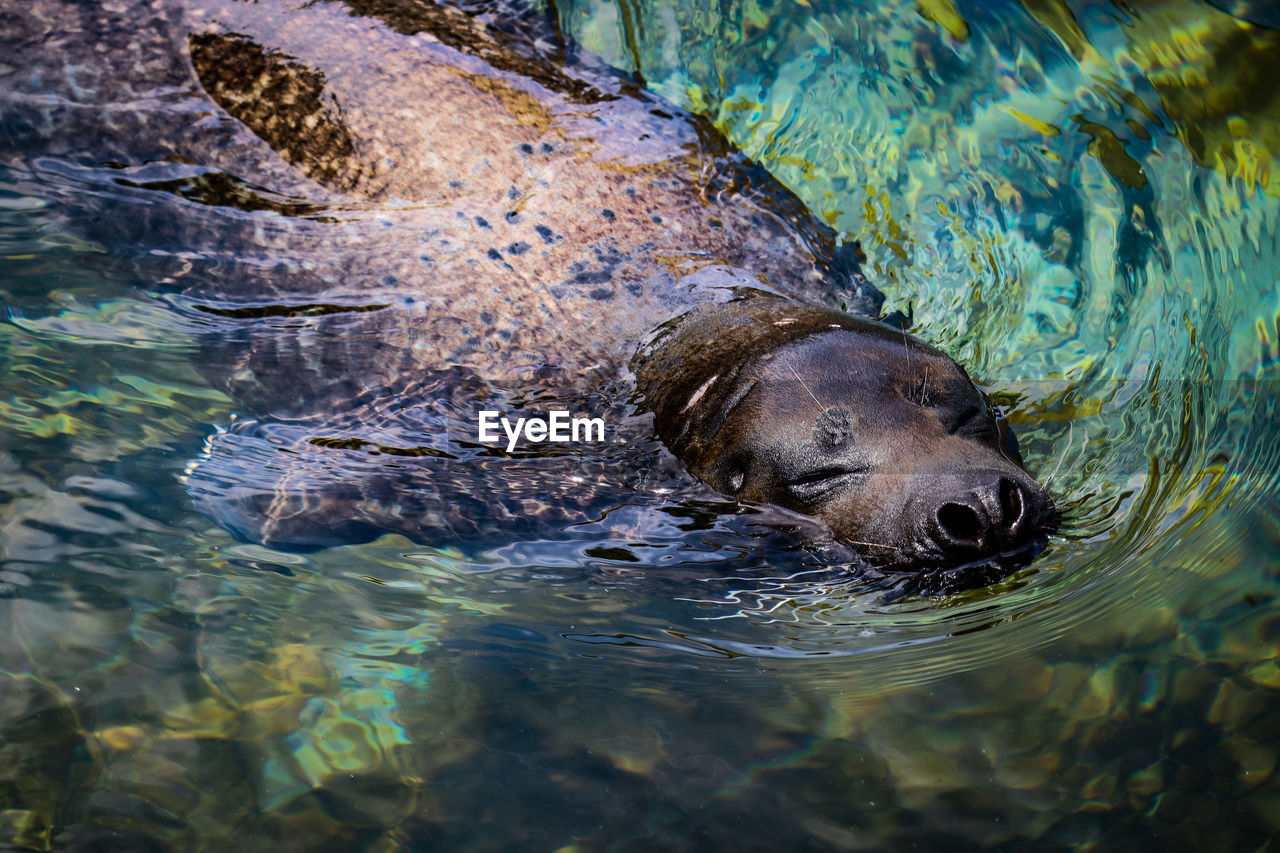 high angle view of seal swimming in lake