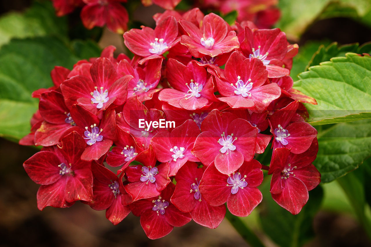 CLOSE-UP OF RED FLOWERS BLOOMING