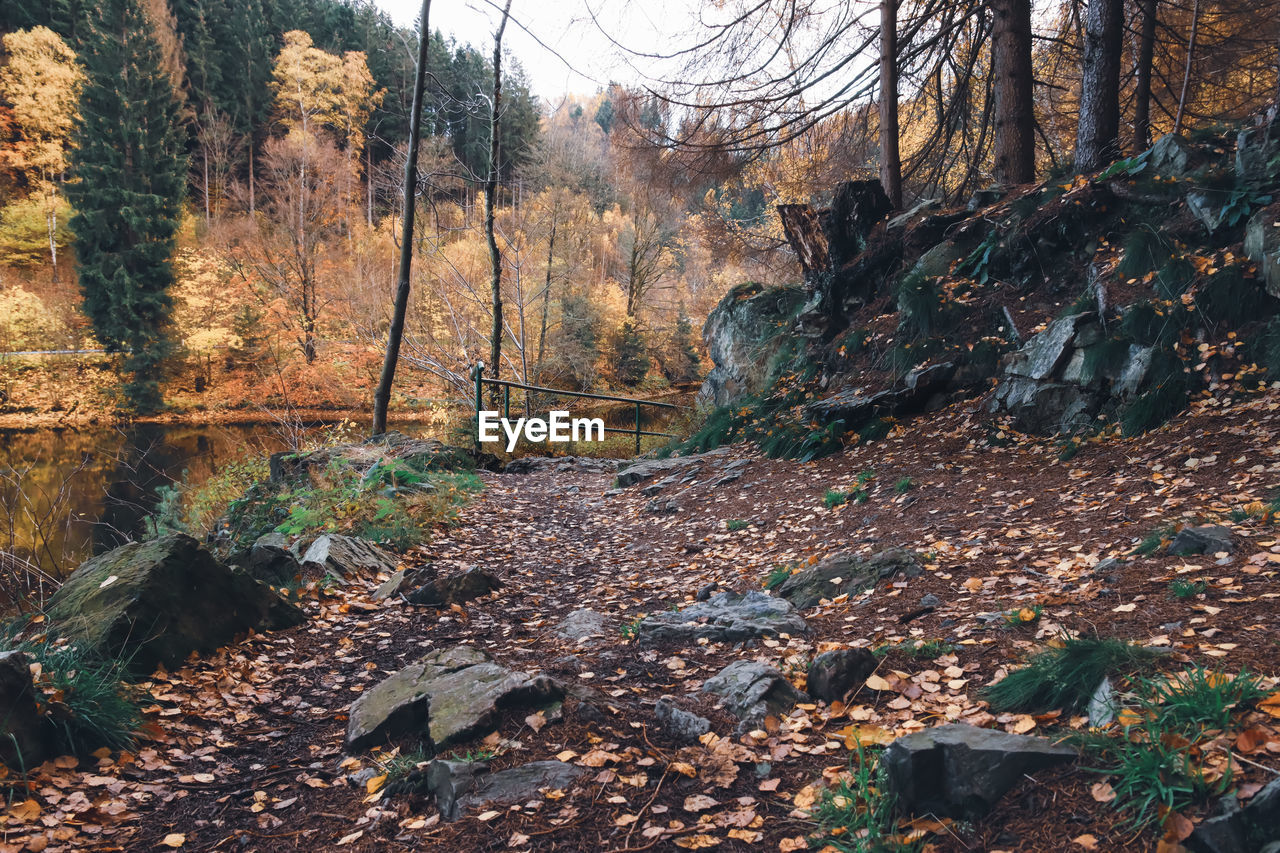 VIEW OF TREES IN FOREST