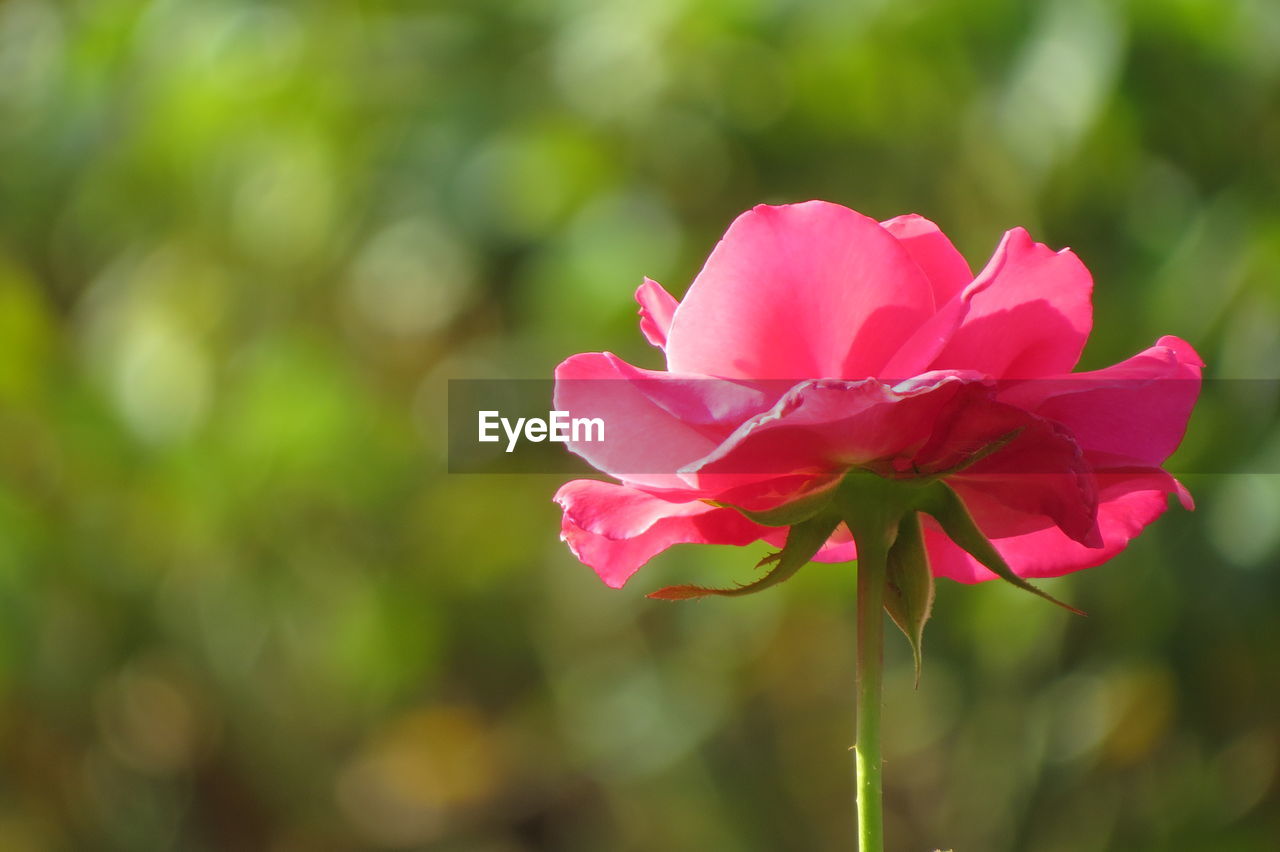 Close-up of pink flower blooming outdoors