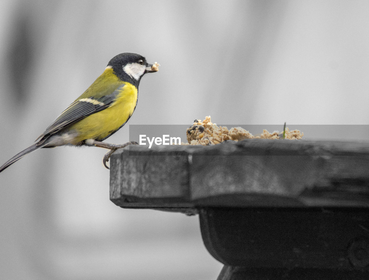 Close-up of bird perching outdoors