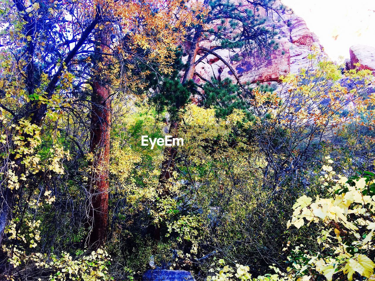 CLOSE-UP OF TREES AGAINST SKY