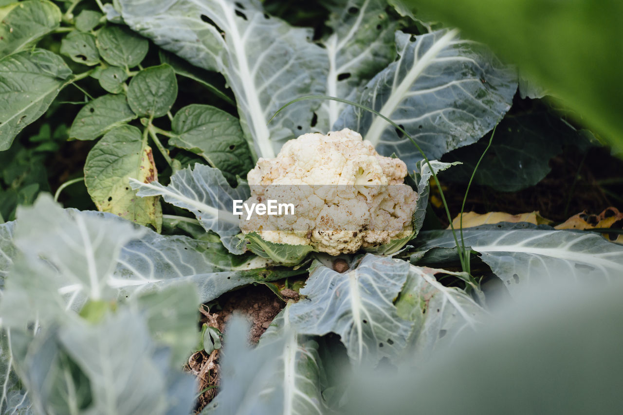 CLOSE-UP OF FRESH VEGETABLES ON GROUND