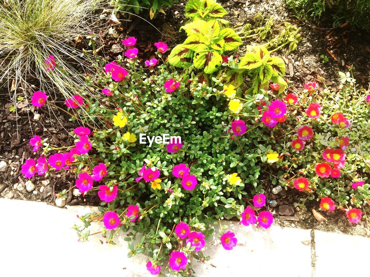 CLOSE-UP OF PINK FLOWERS BLOOMING