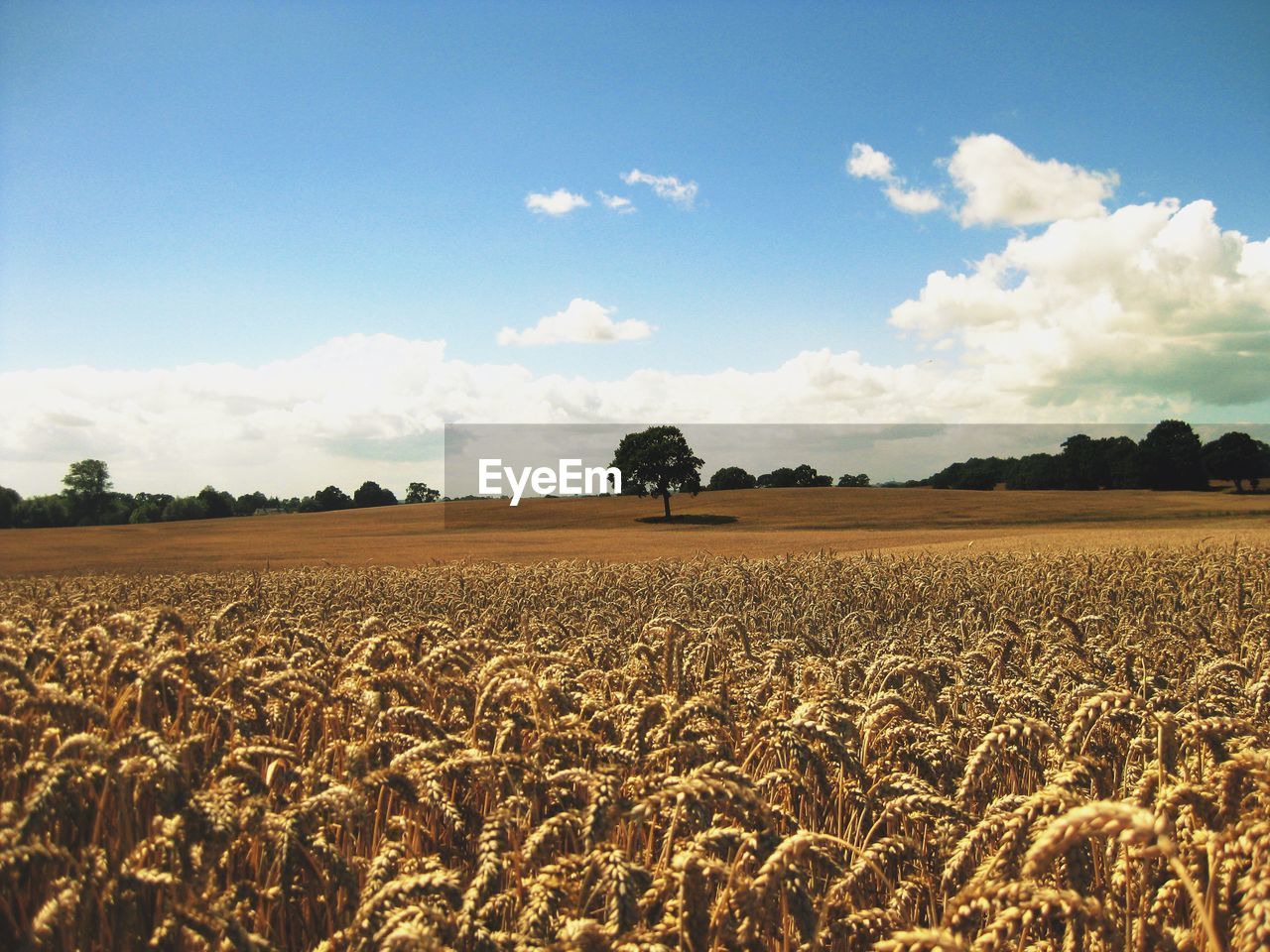 FIELD AGAINST SKY